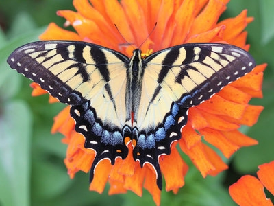 Tiger Swallowtail butterfly