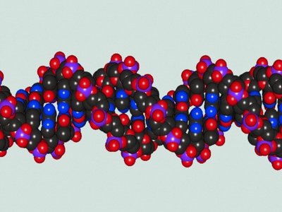 DNA Helix